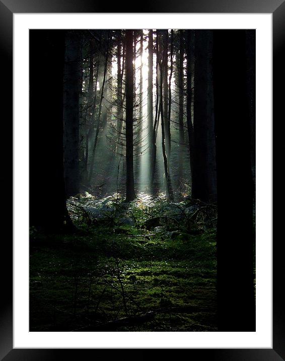 Corehouse woodland Framed Mounted Print by Davina Green