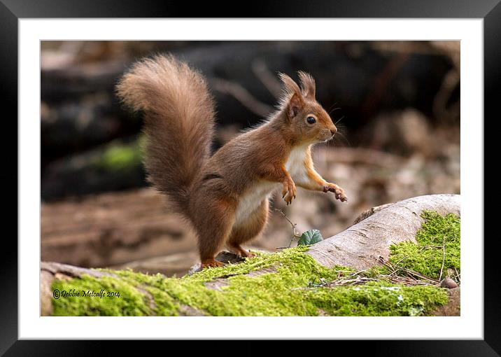 Jumping Red Framed Mounted Print by Debbie Metcalfe