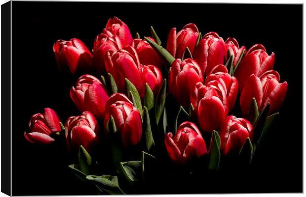 Red tulips Canvas Print by Laco Hubaty