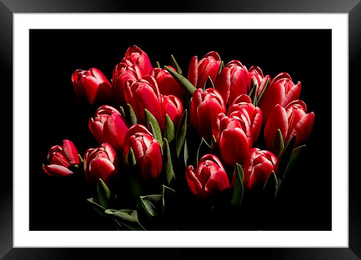 Red tulips Framed Mounted Print by Laco Hubaty
