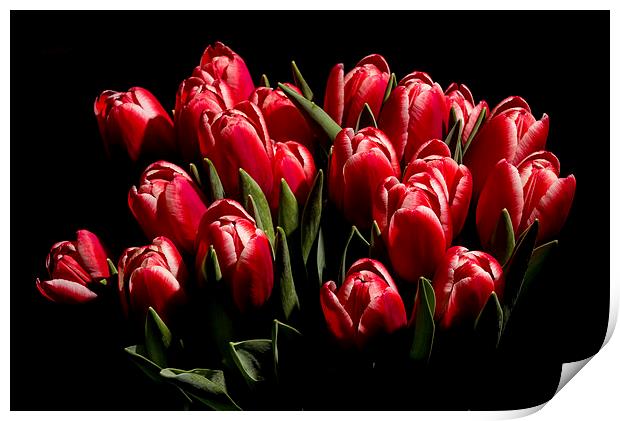Red tulips Print by Laco Hubaty
