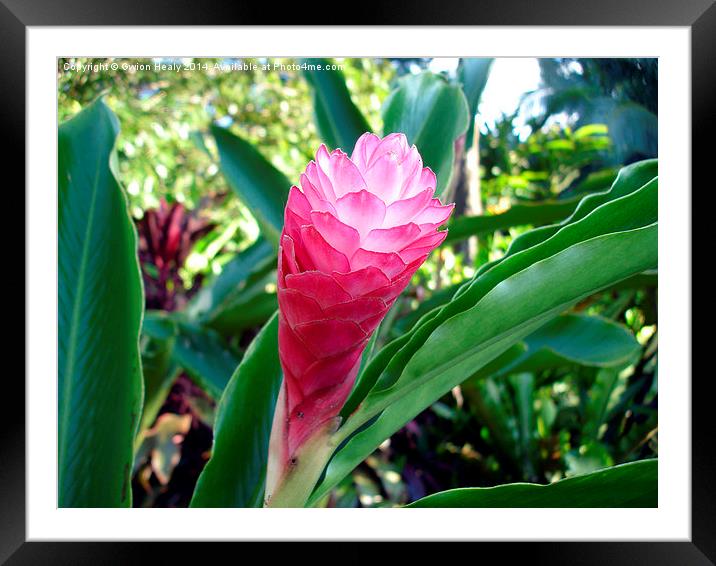 Pink lightbulb flower Framed Mounted Print by Gwion Healy