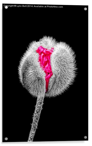 Poppy Emerging Acrylic by Lynn Bolt