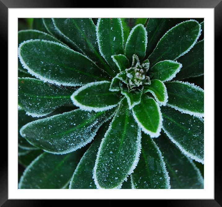 Frosty Framed Mounted Print by Lisa Shotton