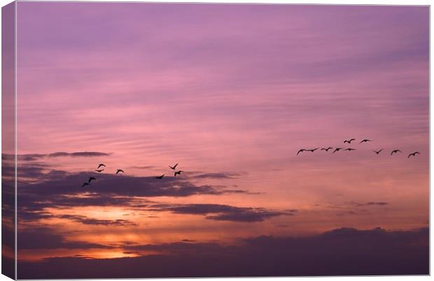 Geese Home to Roost Canvas Print by Steve Hardiman