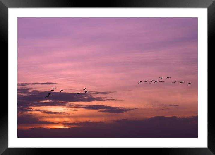 Geese Home to Roost Framed Mounted Print by Steve Hardiman
