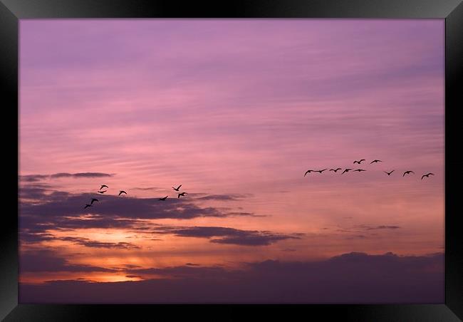 Geese Home to Roost Framed Print by Steve Hardiman