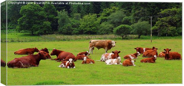 Field of Cows Canvas Print by Jane Braat