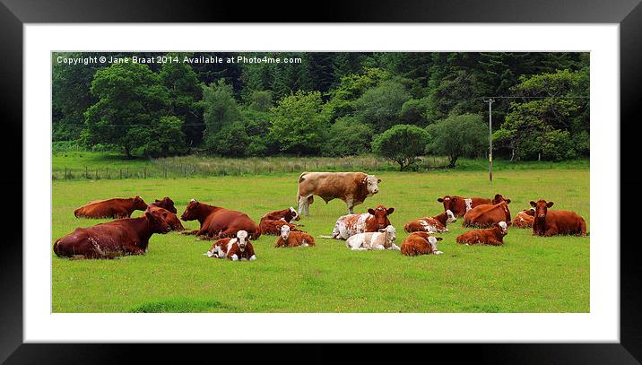 Field of Cows Framed Mounted Print by Jane Braat