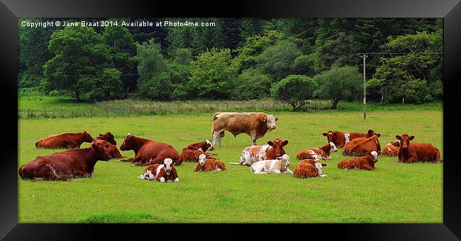 Field of Cows Framed Print by Jane Braat