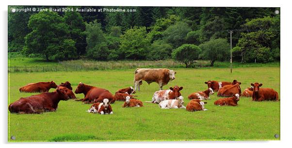 Field of Cows Acrylic by Jane Braat