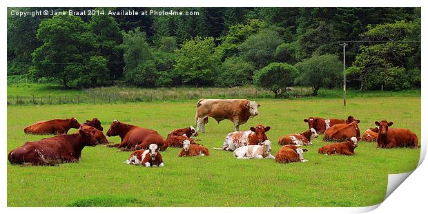 Field of Cows Print by Jane Braat
