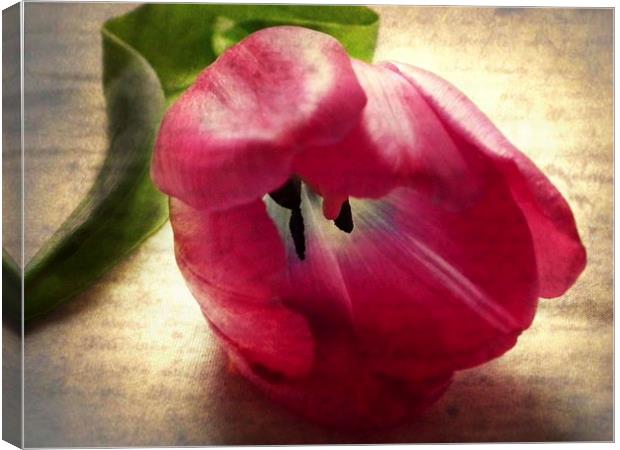 Vintage Tulip Canvas Print by michelle whitebrook