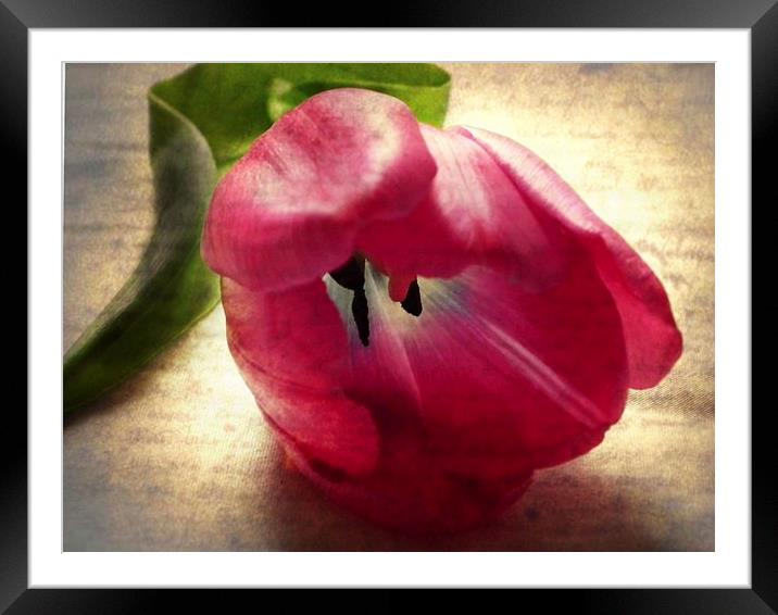Vintage Tulip Framed Mounted Print by michelle whitebrook