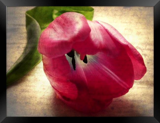 Vintage Tulip Framed Print by michelle whitebrook