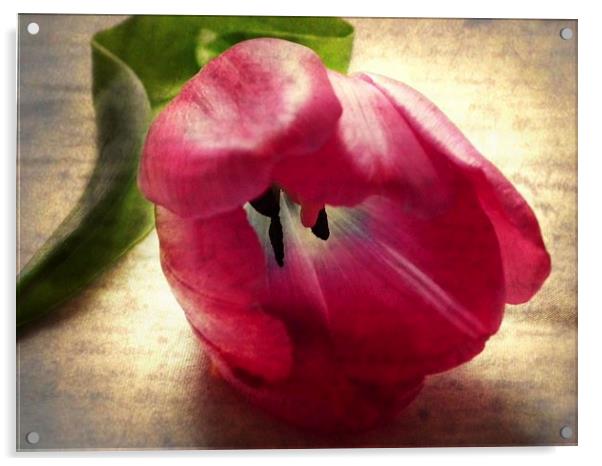 Vintage Tulip Acrylic by michelle whitebrook