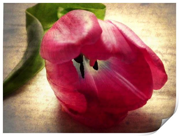Vintage Tulip Print by michelle whitebrook