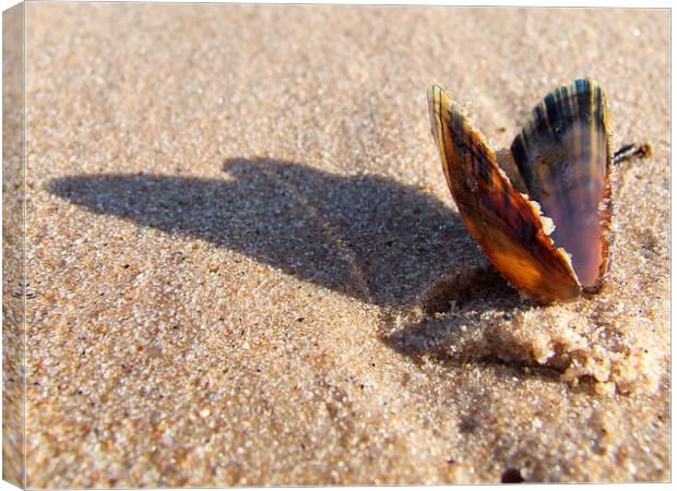 Seashell in shadow Canvas Print by Davina Green