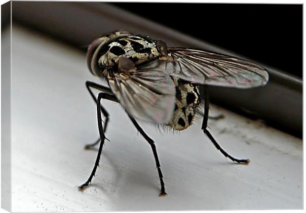 The Fly Canvas Print by Pat Carroll