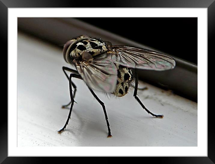The Fly Framed Mounted Print by Pat Carroll
