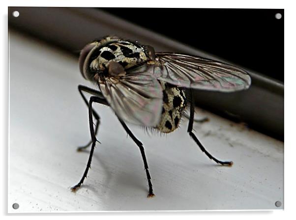 The Fly Acrylic by Pat Carroll