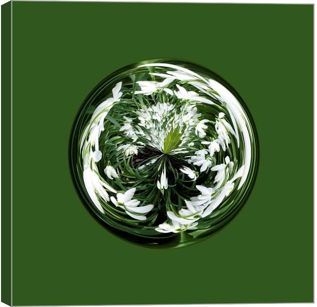 Snowdrops in the globe Canvas Print by Robert Gipson