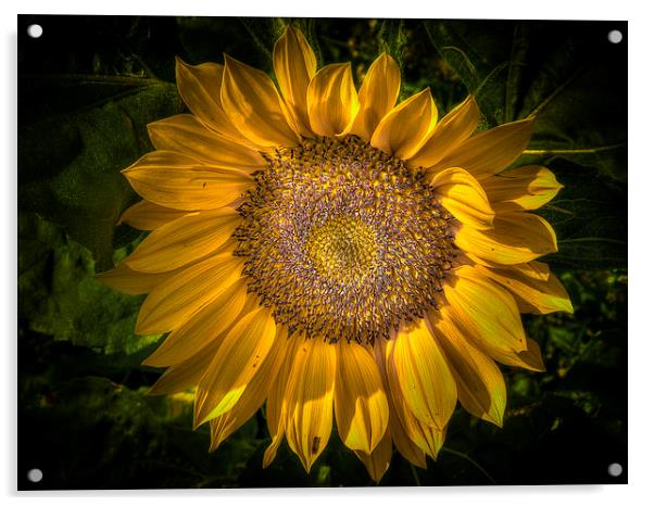 Sunflower Acrylic by Mike Janik