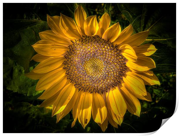 Sunflower Print by Mike Janik
