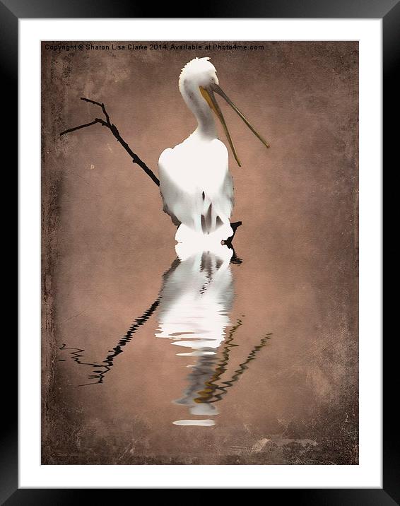 Pelicans perch 2 Framed Mounted Print by Sharon Lisa Clarke