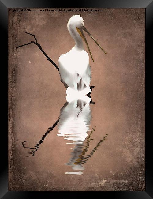 Pelicans perch 2 Framed Print by Sharon Lisa Clarke