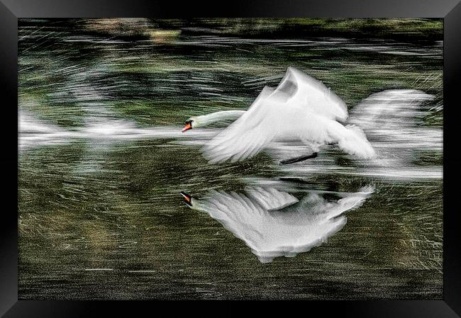 Swan Framed Print by Mike Janik