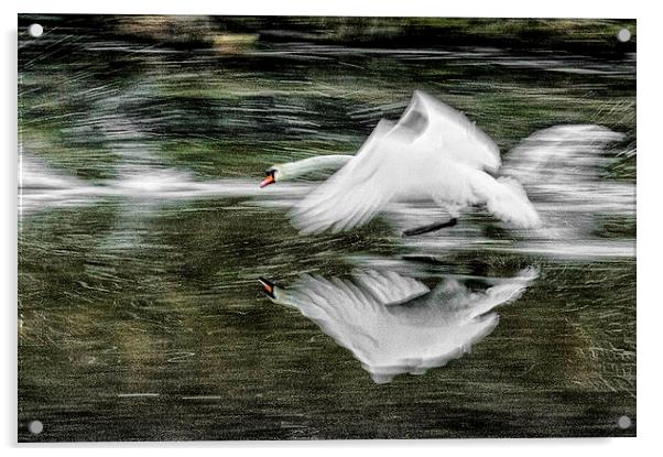 Swan Acrylic by Mike Janik