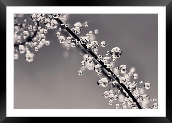 Smoking Drops in B&W Framed Mounted Print by Sharon Johnstone