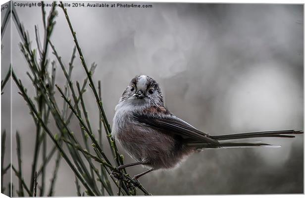 Long tailed tit Canvas Print by paul neville