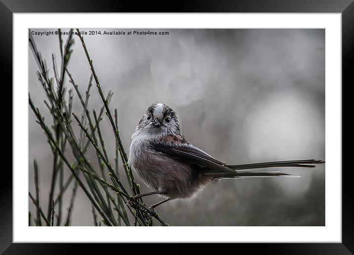 Long tailed tit Framed Mounted Print by paul neville
