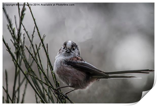 Long tailed tit Print by paul neville