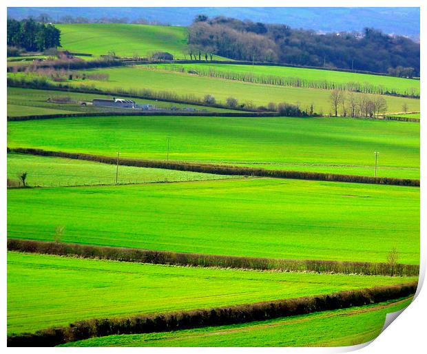 Somerset country view  Print by Paula Palmer canvas