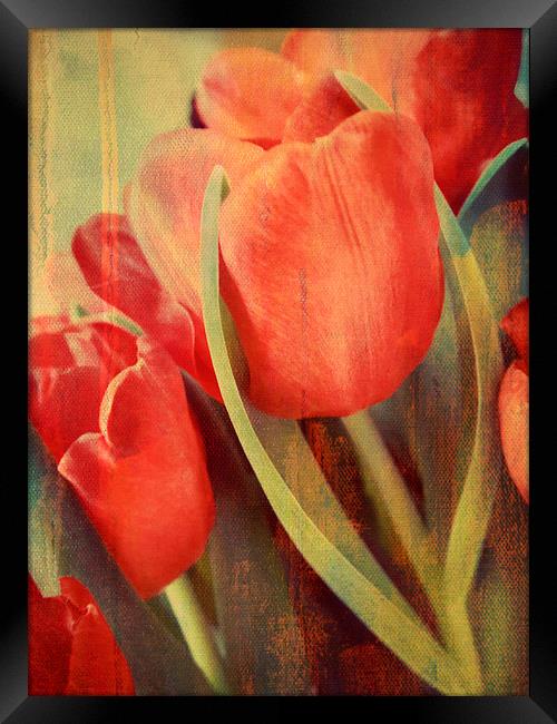 painted tulips Framed Print by Heather Newton