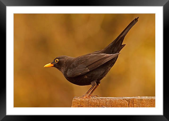 Blackbird ( Turdus merula ) Framed Mounted Print by william peplow