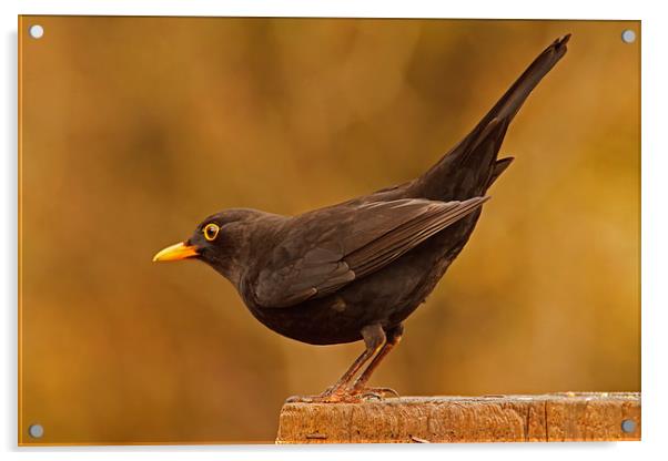 Blackbird ( Turdus merula ) Acrylic by william peplow