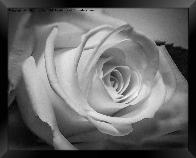 White Rose Framed Print by Phil Robinson