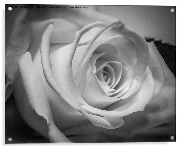 White Rose Acrylic by Phil Robinson