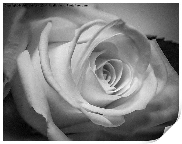 White Rose Print by Phil Robinson