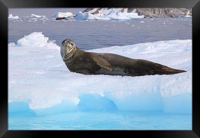 Leopard Seal Resting on an Ice Floe Framed Print by Carole-Anne Fooks