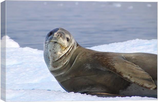 Leopard Seal Resting on an Ice Floe Canvas Print by Carole-Anne Fooks