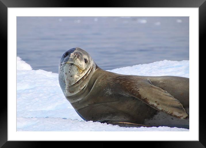 Leopard Seal Resting on an Ice Floe Framed Mounted Print by Carole-Anne Fooks