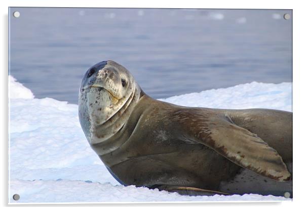 Leopard Seal Resting on an Ice Floe Acrylic by Carole-Anne Fooks