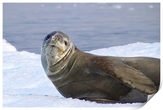 Leopard Seal Resting on an Ice Floe Print by Carole-Anne Fooks