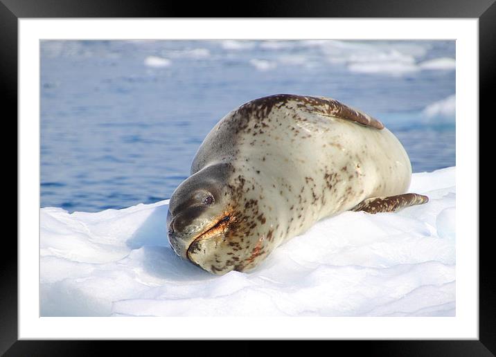 Leopard Seal Lazing After a Meal Framed Mounted Print by Carole-Anne Fooks