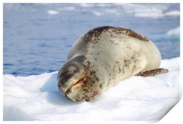 Leopard Seal Lazing After a Meal Print by Carole-Anne Fooks